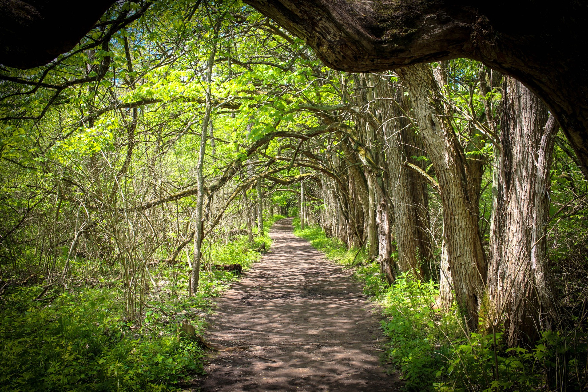 A summer woodland trail near the campground